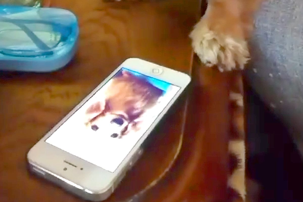 先住犬が亡くなり、悲しむ犬→スマホで『生前の映像』を見せてあげた結果…『まさかの光景』が19万再生「なんて切ない…」「覚えてるんだね」
