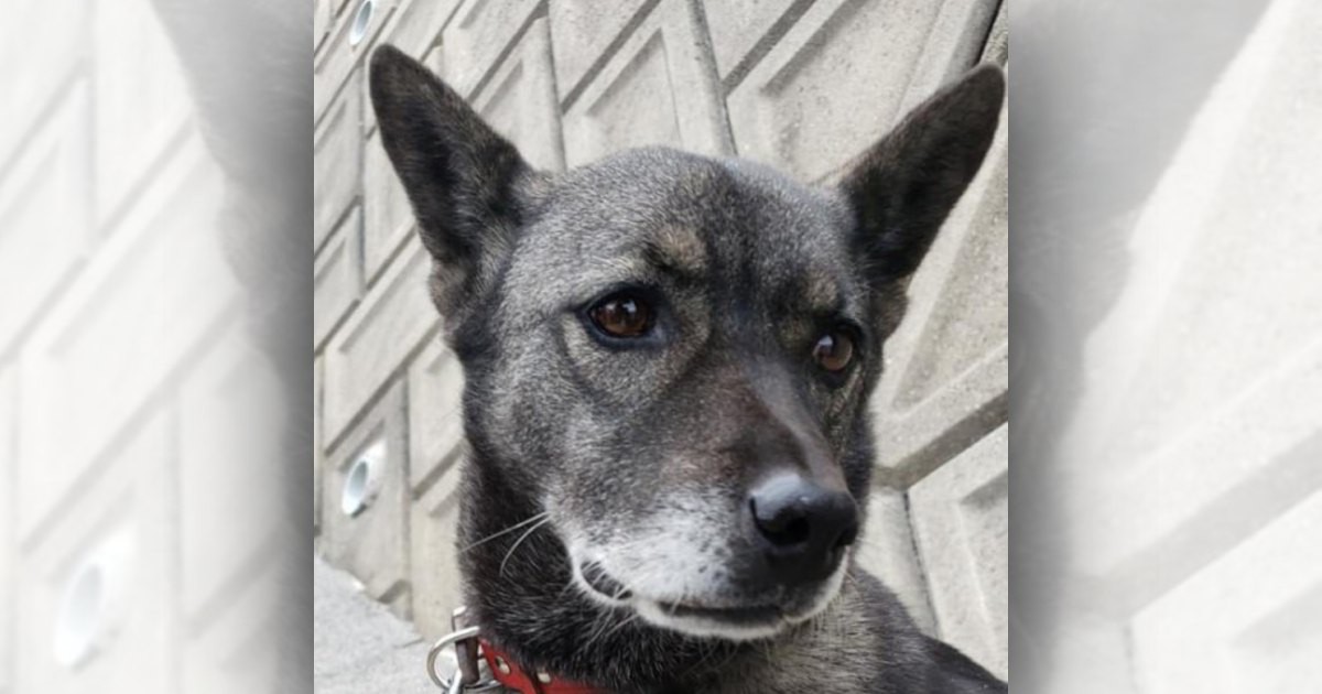 高齢の飼い主入院で空き家に取り残された犬。その里親探しで起きた奇跡！