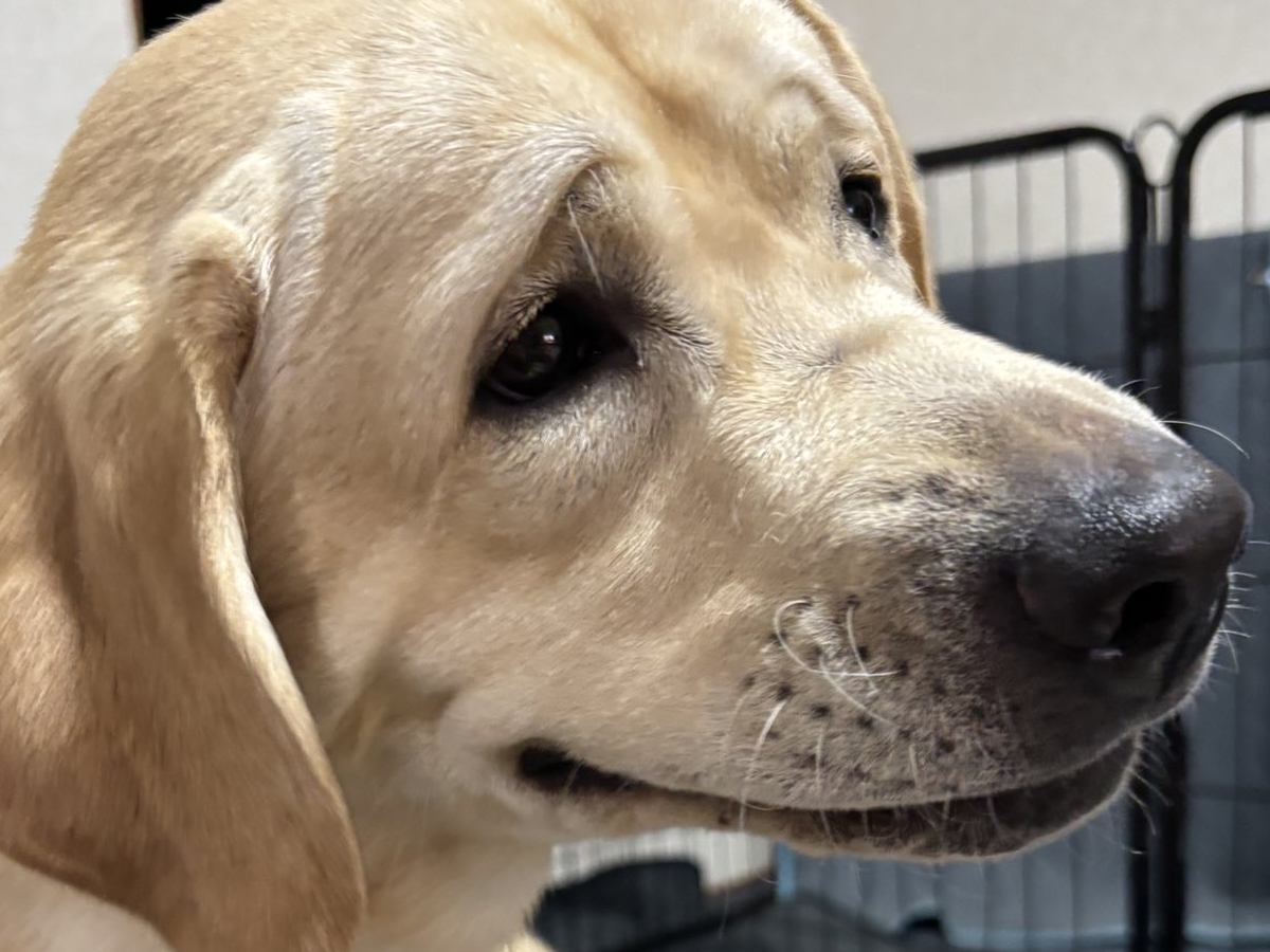『なんて顔してるの…』大型犬の写真を撮った結果→想像もできなかった『まさかの表情』に8万8000いいね「ミームになりそうｗ」と大反響