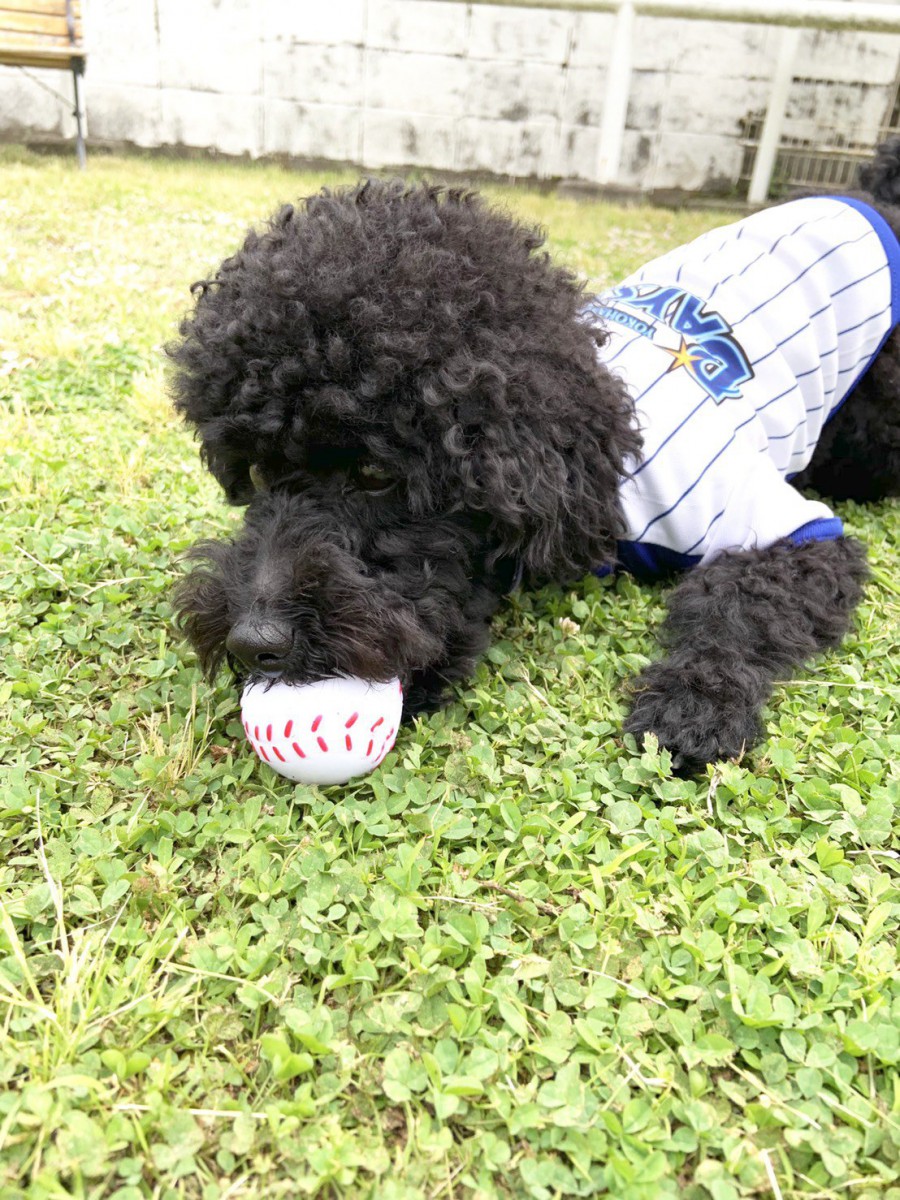 寄七つ星ドッグランで愛犬と共にリフレッシュ