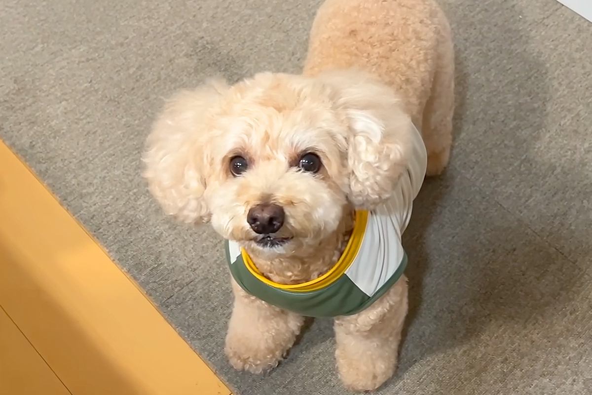『お姉ちゃん帰ってくるよ』と犬に伝えた結果→次の瞬間、『ニヤニヤ』が止まらなくなり…愛おしすぎる『表情の違い』に反響「大好きなの伝わる」