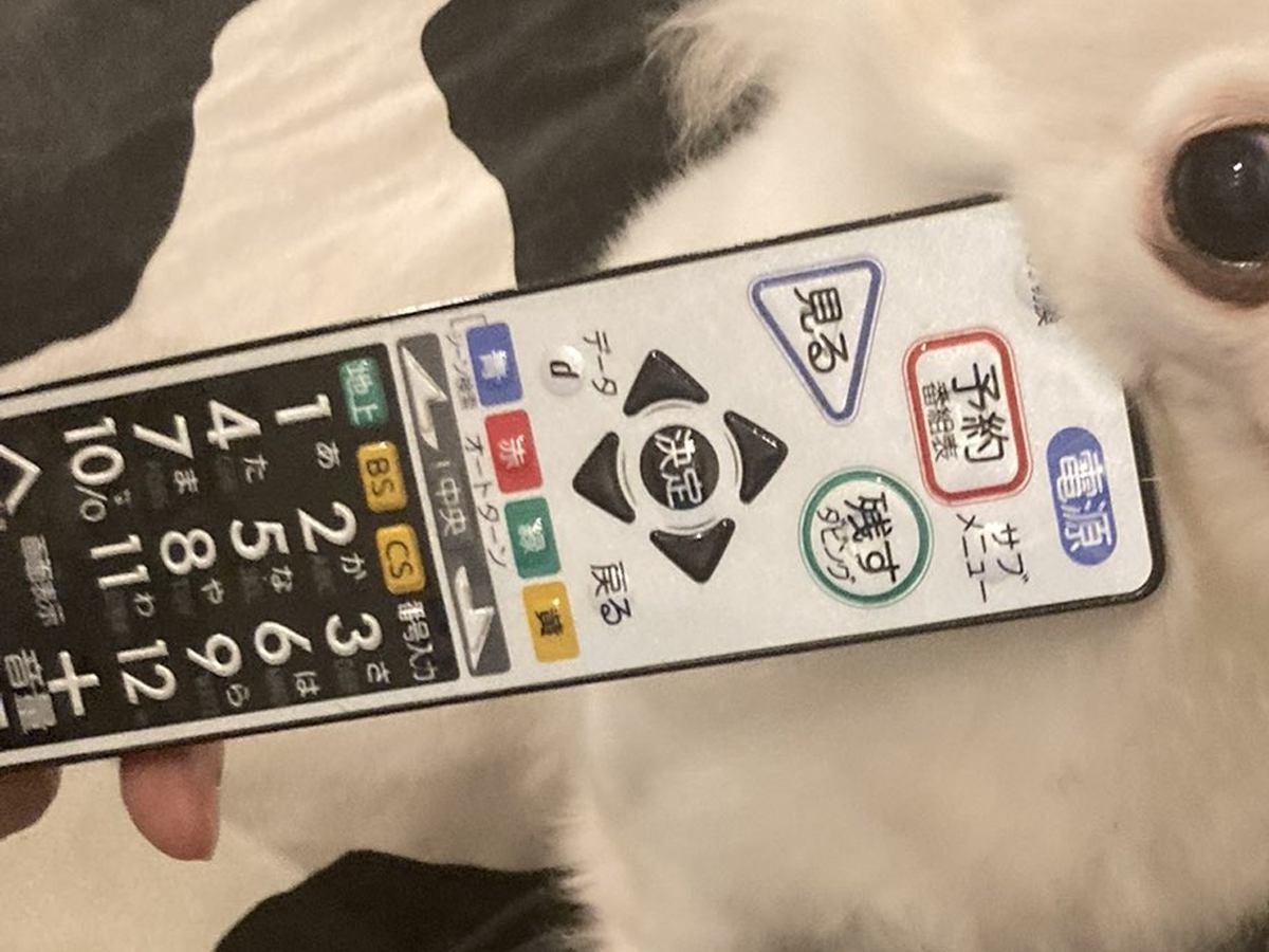 実家に預けられた犬が吠えすぎたので『リモコンで圧をかけた』結果→まさかの表情に10万いいね集まる「ほんと好きｗｗ」「いい顔してて草」