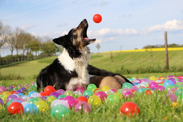 どうして犬は口でボールを捕り、猫は手で捕ろうとするのか？