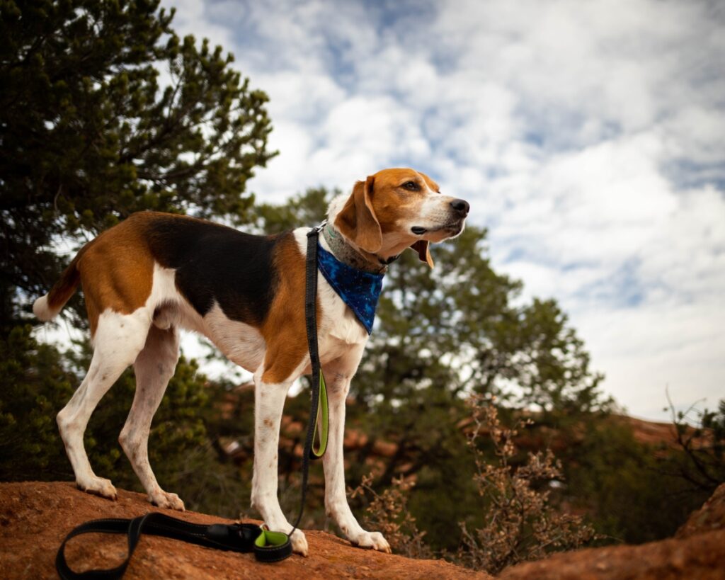 【獣医師監修】アメリカン・フォックスハウンドってどんな犬種？特徴と性格や飼い方・価格相場まで解説