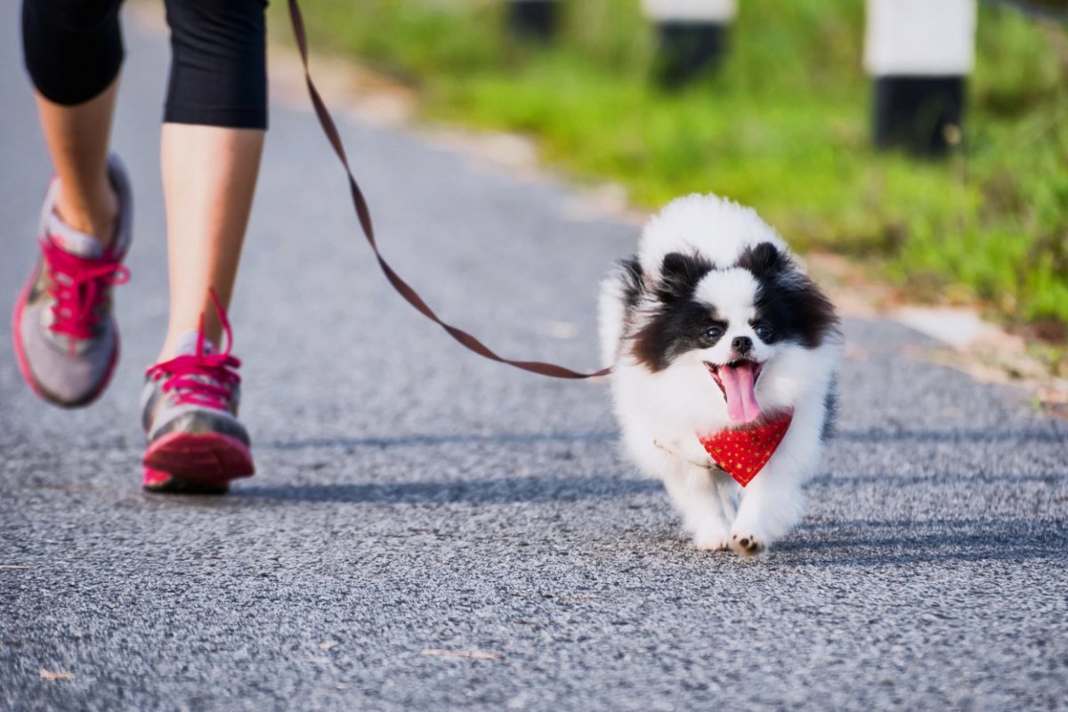 どんなタイプの犬が認知機能障害になりやすいか？という研究結果