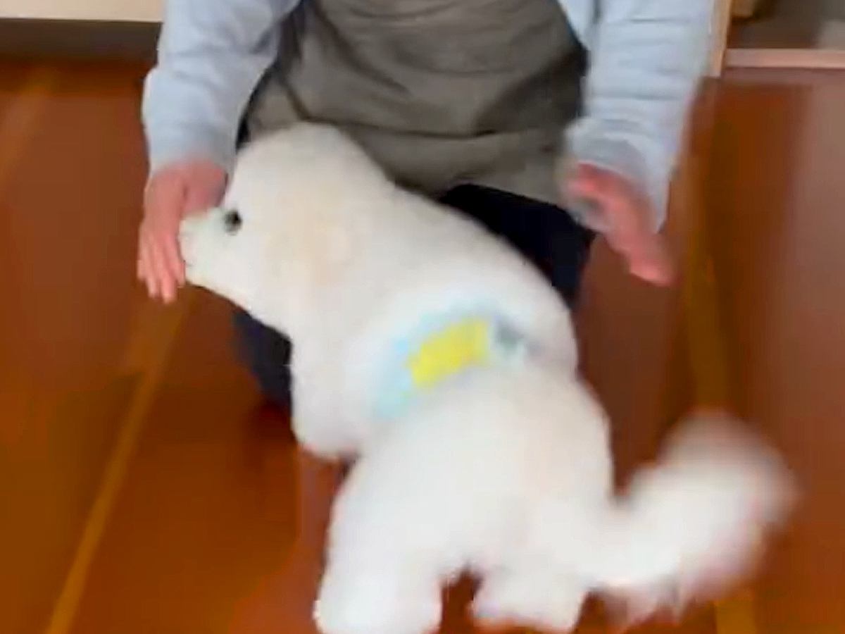 犬と一緒に実家に帰省→『大好きな叔母さん』を見た瞬間…『嬉しさが溢れ出した光景』が可愛すぎると35万再生「喜びの舞ｗ」「大好きだもんね」