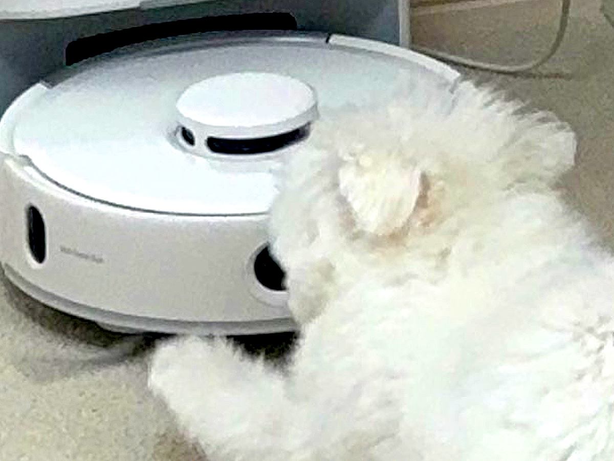 『お掃除ロボット』を発見した犬→何をするのかと思ったら…想定外な『可愛すぎる行動』に1万いいね「おしり可愛いｗ」「吸い込まれないように」