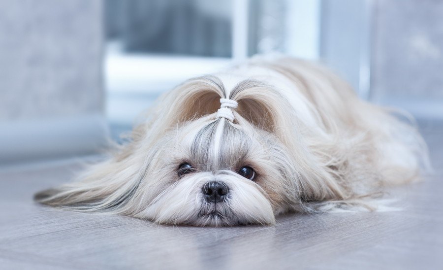 歴史が浅い犬種３選