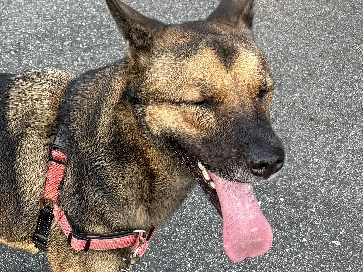 『あんたは言い返さないの？』近所のおばあちゃんに声を掛けられた大型犬…尊くて優しいやり取りに22万いいね「素敵すぎ」「ジェントルワン」