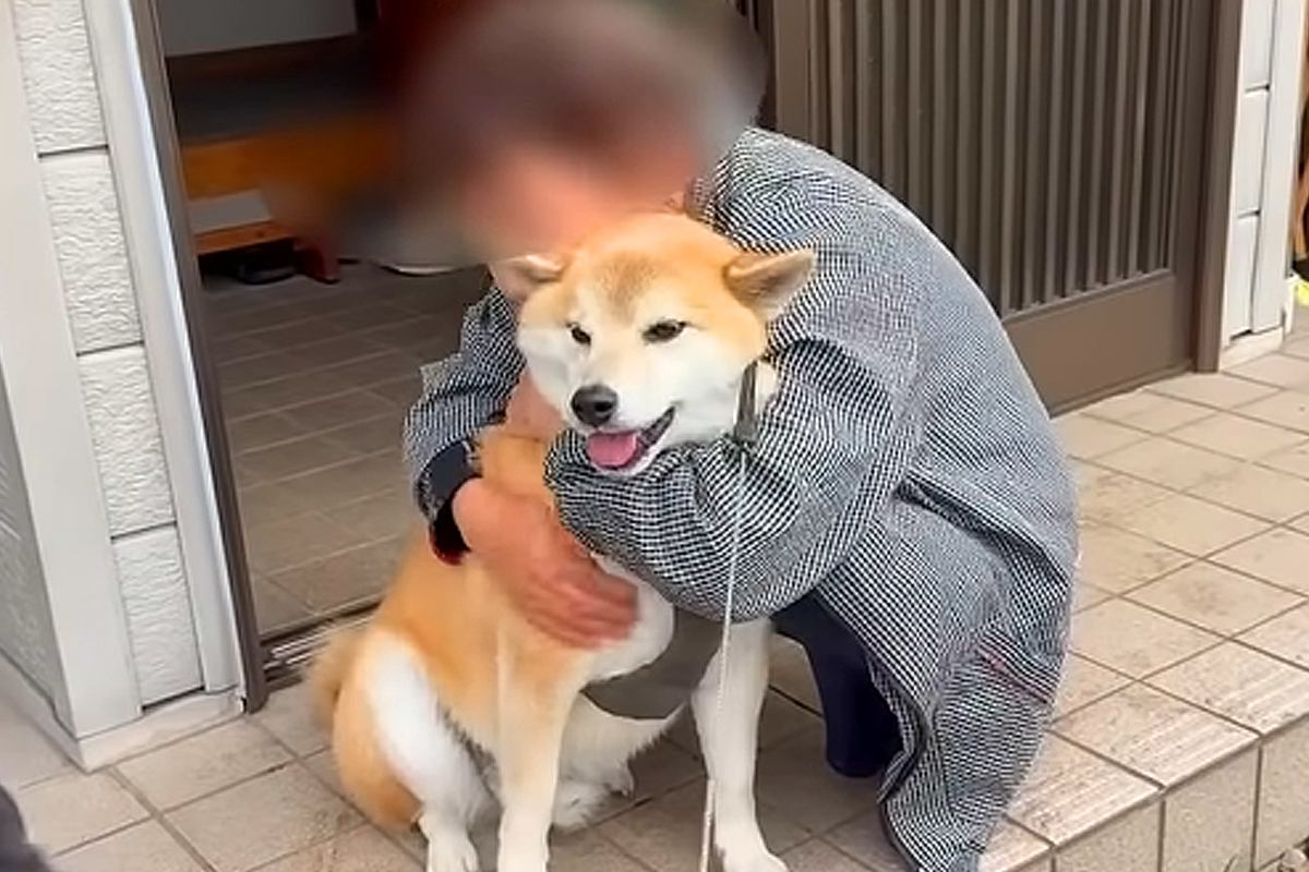 3年間、ご近所のおばあちゃん家に通い続けた犬たち…思わず泣けてくる『かけがえのない光景』が64万再生「まるで孫…心が暖かくなる」「素敵」