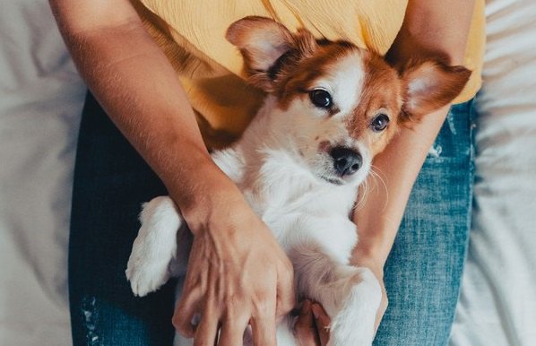 犬が飼い主の足の間に顔を埋めるときの心理４つ