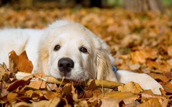 愛犬の体調不良　秋によくある症状を知っておこう