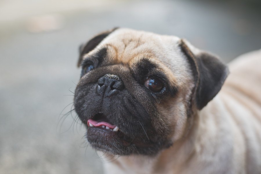 鼻ぺちゃ犬の飼い主が絶対に知っておくべき『３つの病気』とは