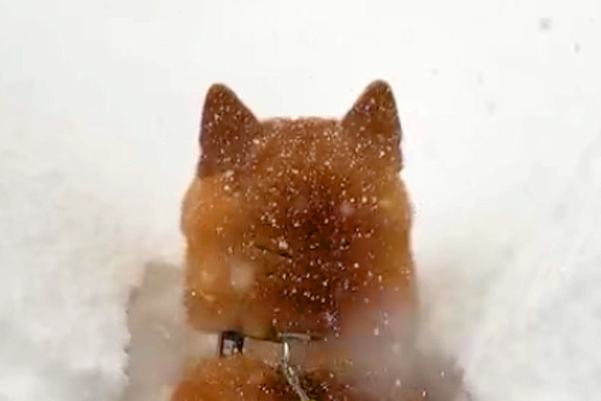 朝、起きたら大雪が積もっていて…犬が自ら埋もれに行った結果→『無謀すぎるダイブ』が愛おしすぎると136万再生「爆笑した」「揚げパンちゃん」