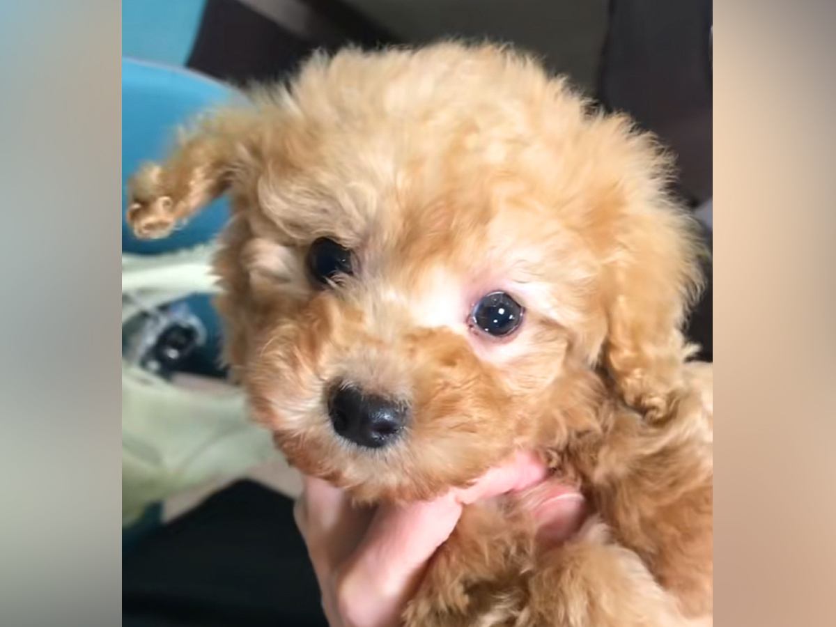 『大きくなっても2～3キロですよ』と言われた子犬を飼ったら、数年後→もはや別犬な『衝撃のビフォーアフター』が76万再生「可愛すぎｗ」