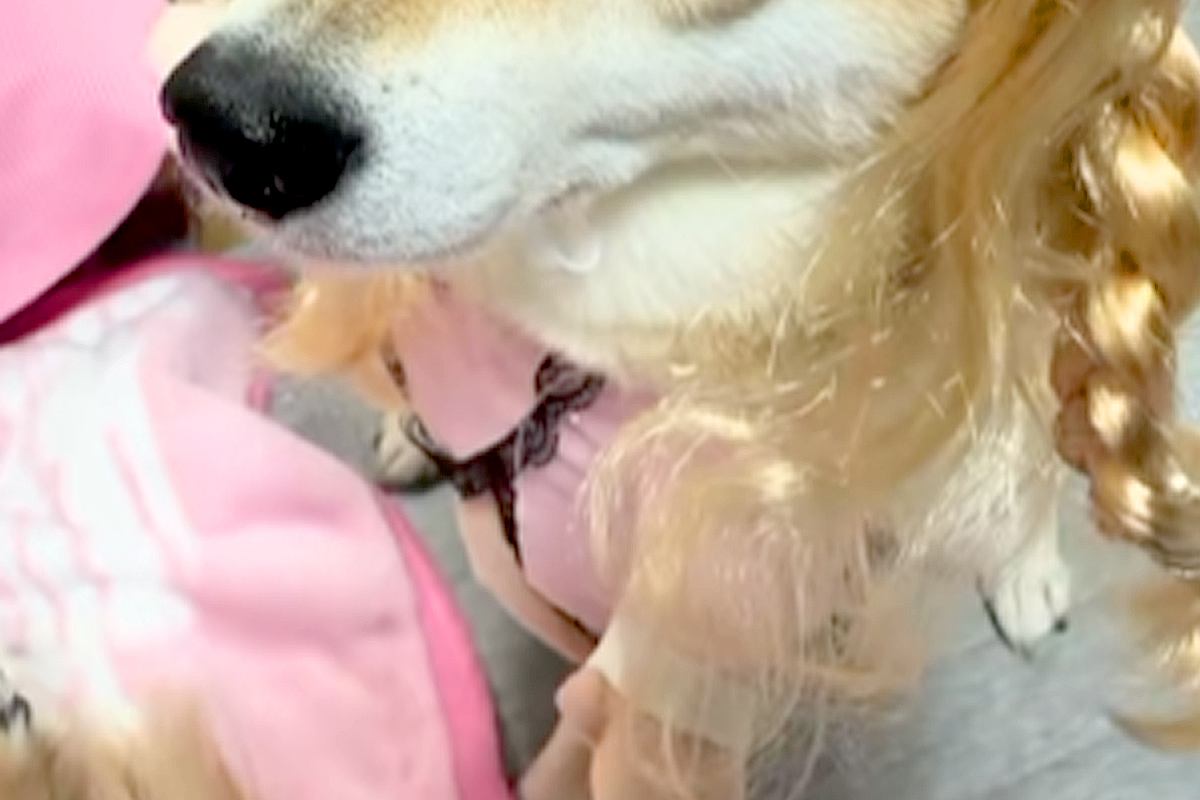 女の子のおままごとに付き合う犬→看護師役で『カツラ』を被らされて…まさかの『似合いすぎている光景』に反響「違和感ないｗ」「可愛いが渋滞」