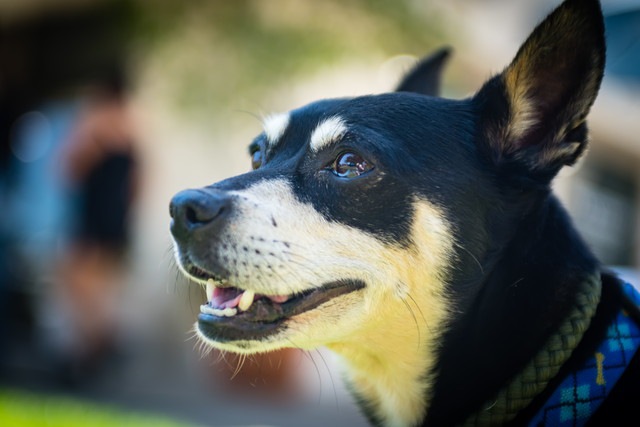 犬と暮らしている人は心臓病のリスクが低い？新しいリサーチ結果