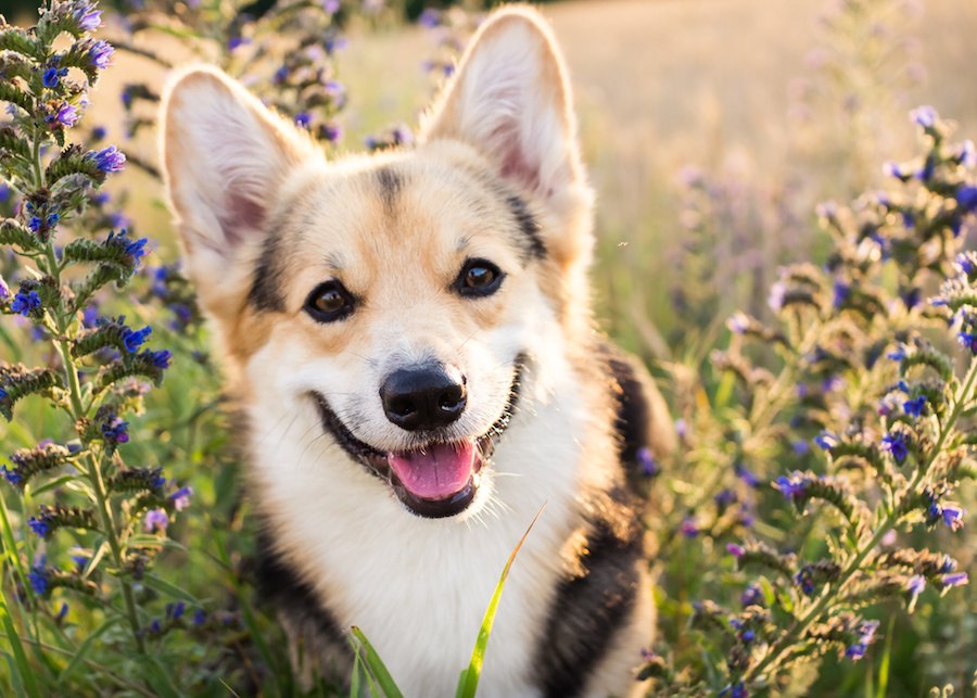 犬のために貯金をするか、ペット保険に入るか、どっちがいいの？