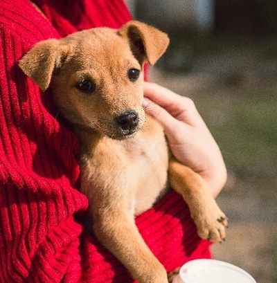 犬派の恋愛観！犬好きは「尽くす」タイプが多い