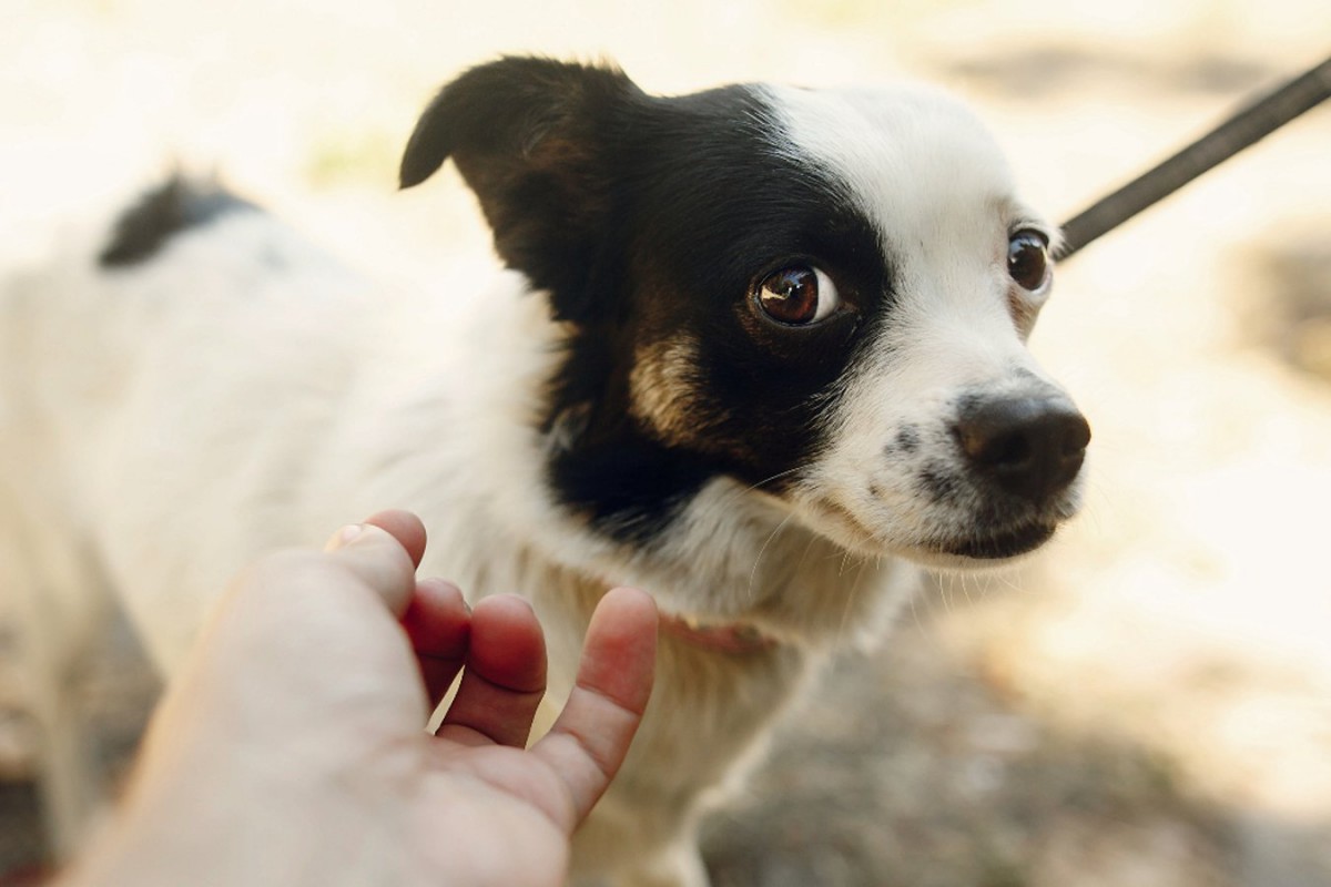 犬から好かれない人に共通している5つのこと