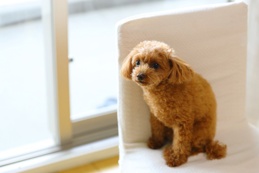 犬が音に敏感になってしまう原因