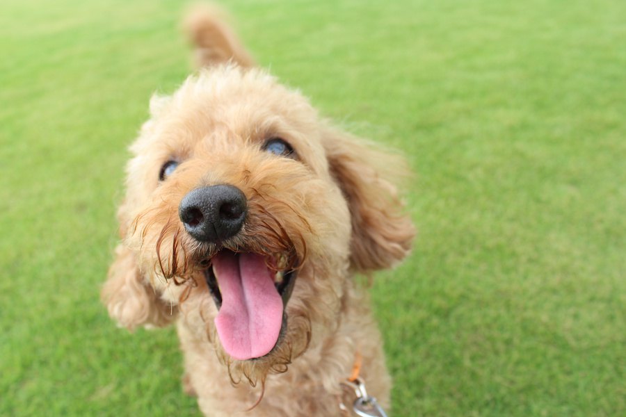 犬がクルクル回って自分のしっぽを追いかける心理５つ