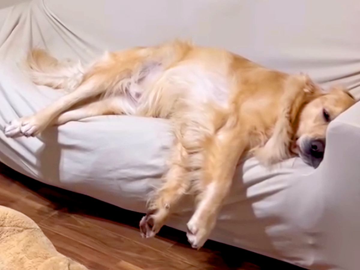 大型犬の『睡眠時間』を計ってみた結果→家族との暮らしが『微笑ましすぎる』と38万再生「羨ましい日常」「確かによく寝る」と絶賛