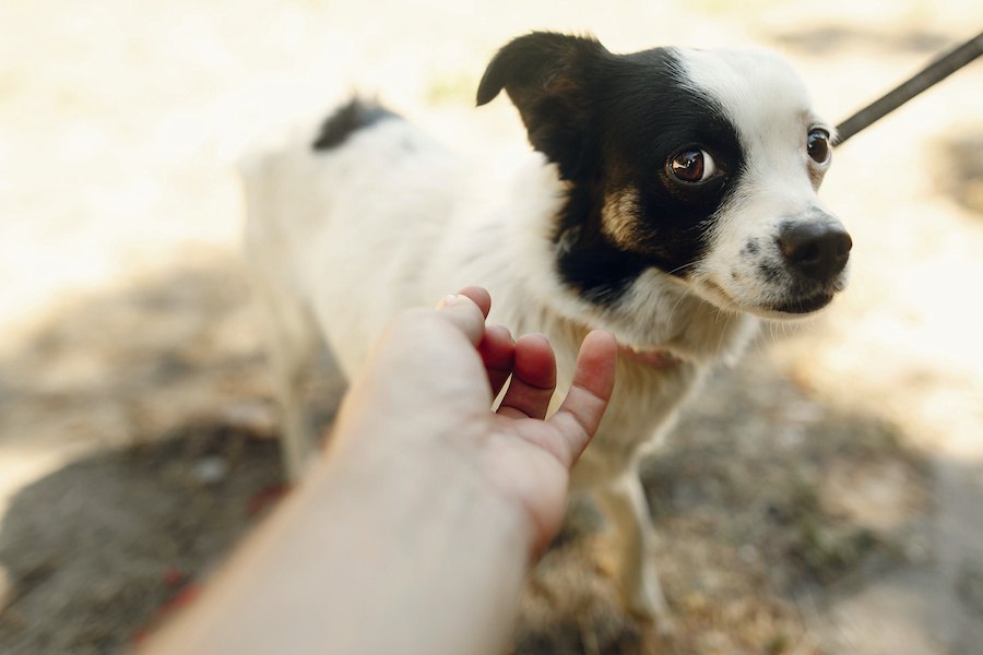 犬が怒ってしまう『飼い主の行動』４選！気付かずにこんな行為をしていませんか？