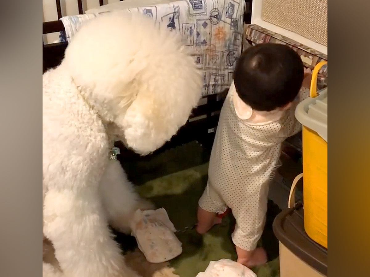赤ちゃんが『おむつにいたずら』しているのを発見した大型犬→もはや人間のような『困惑の表情』が192万再生「平和だなあ」「可愛すぎるｗ」