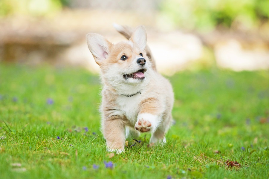 子犬期にやっておくべきトレーニング４つ