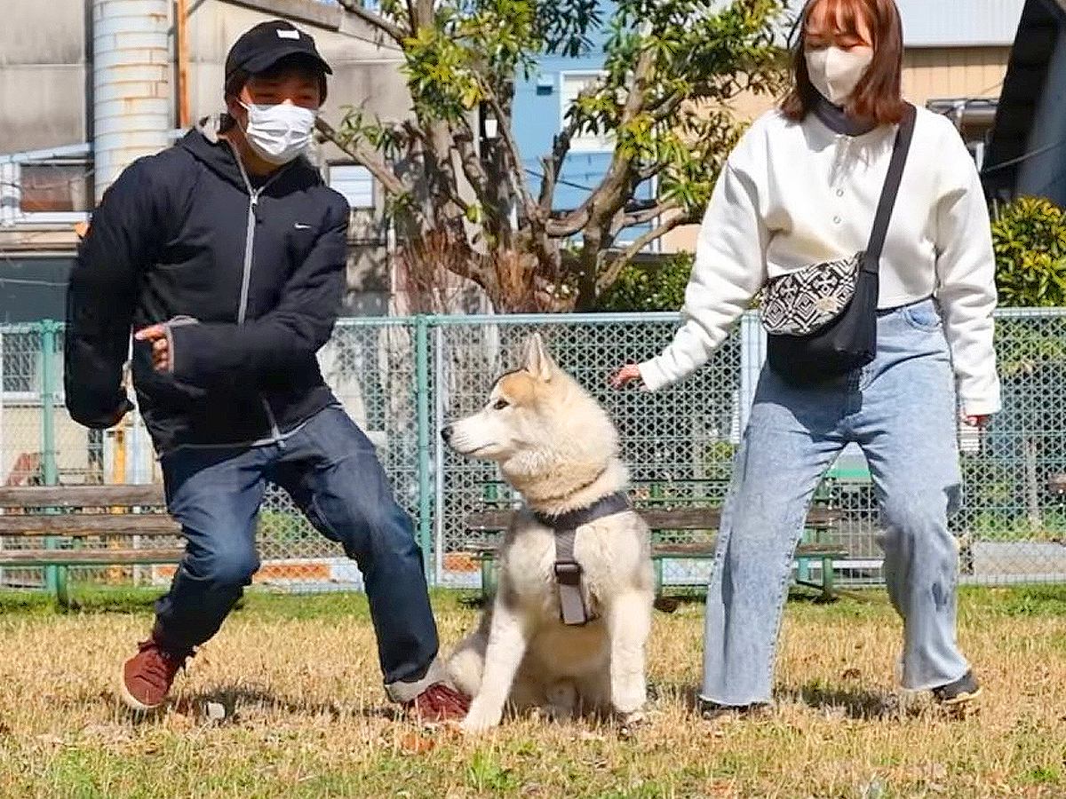 犬の前で『パパママ同時に違う方向に走ったら』どっちに付いてくる？…予想外の検証結果が68万8000再生「面白い検証」「終始かわいすぎる」