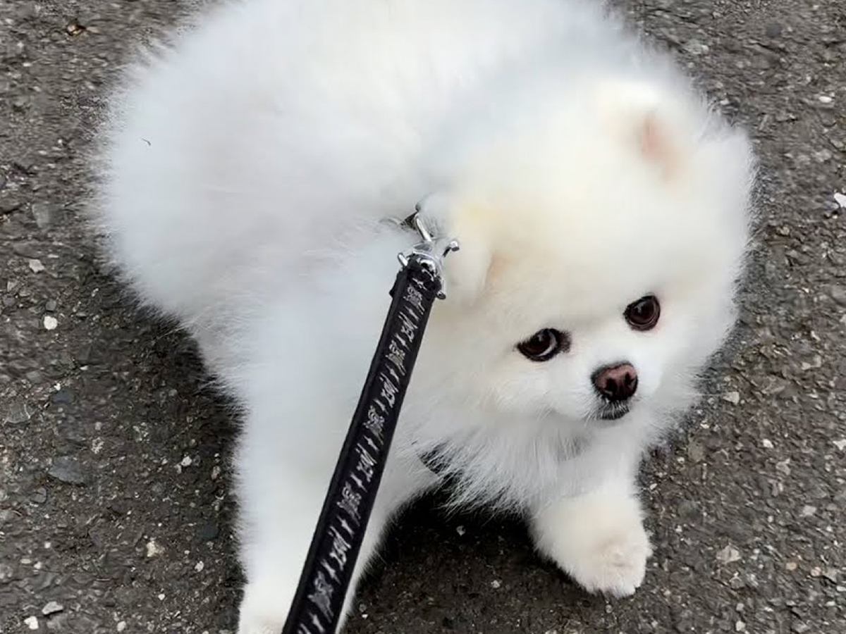 飼い主の体調不良で散歩に行けていなかった犬→久々に外に出たら…楽しすぎて見せた『まさかの行動』が6万再生「甘えたいもんね」「可愛い」