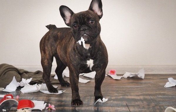 犬は不潔な家で飼っても大丈夫？