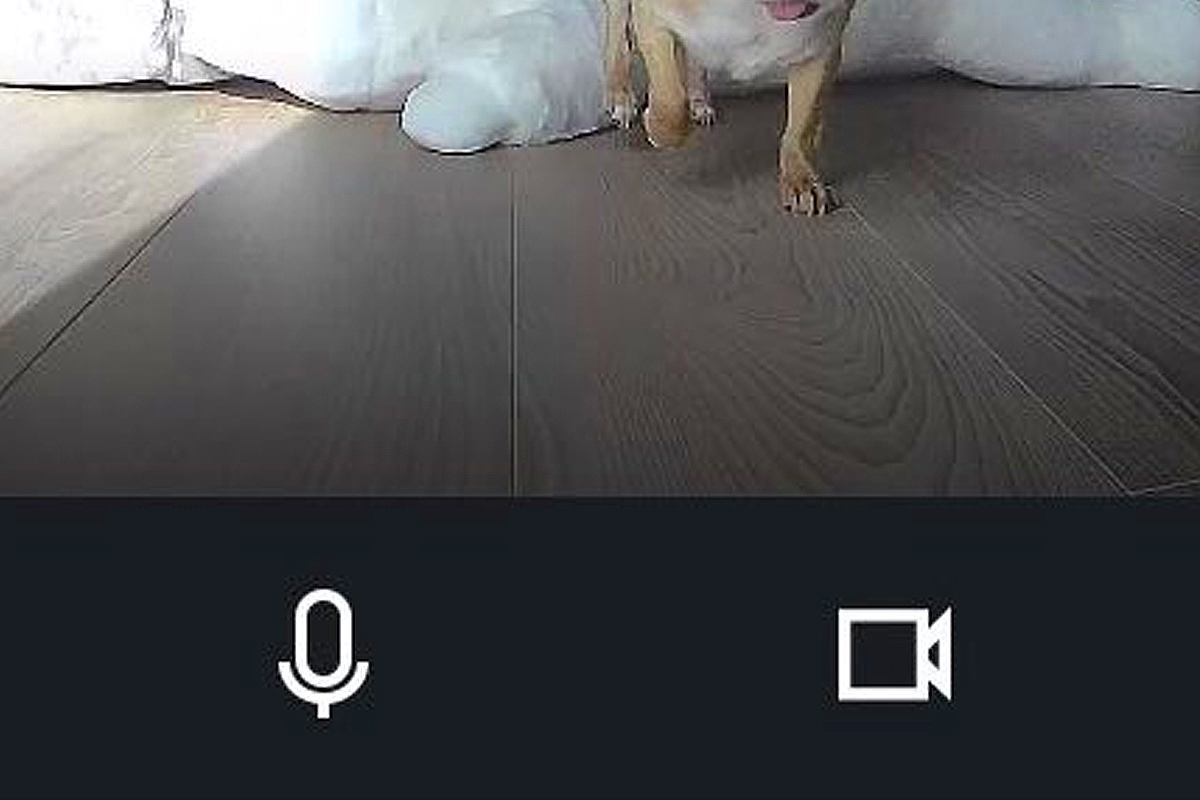 お留守番中の犬に『遠隔でご飯をあげようとした』結果→眠っていたようで…カメラが捉えた光景に6万いいね「可愛すぎ」「食欲が勝ってるｗｗ」