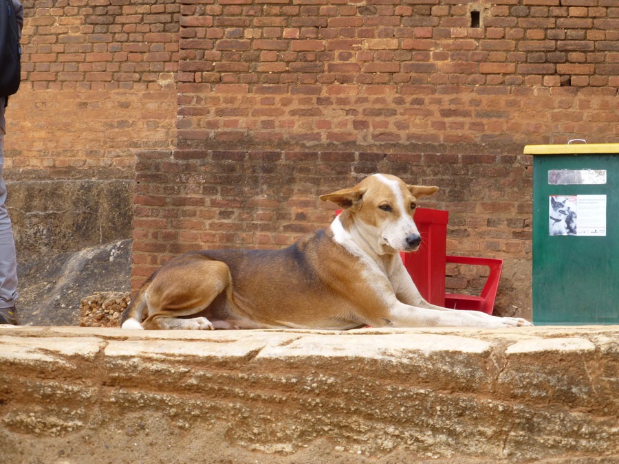 野良犬がいなくなったのはなぜ？いなくなった理由を知ろう