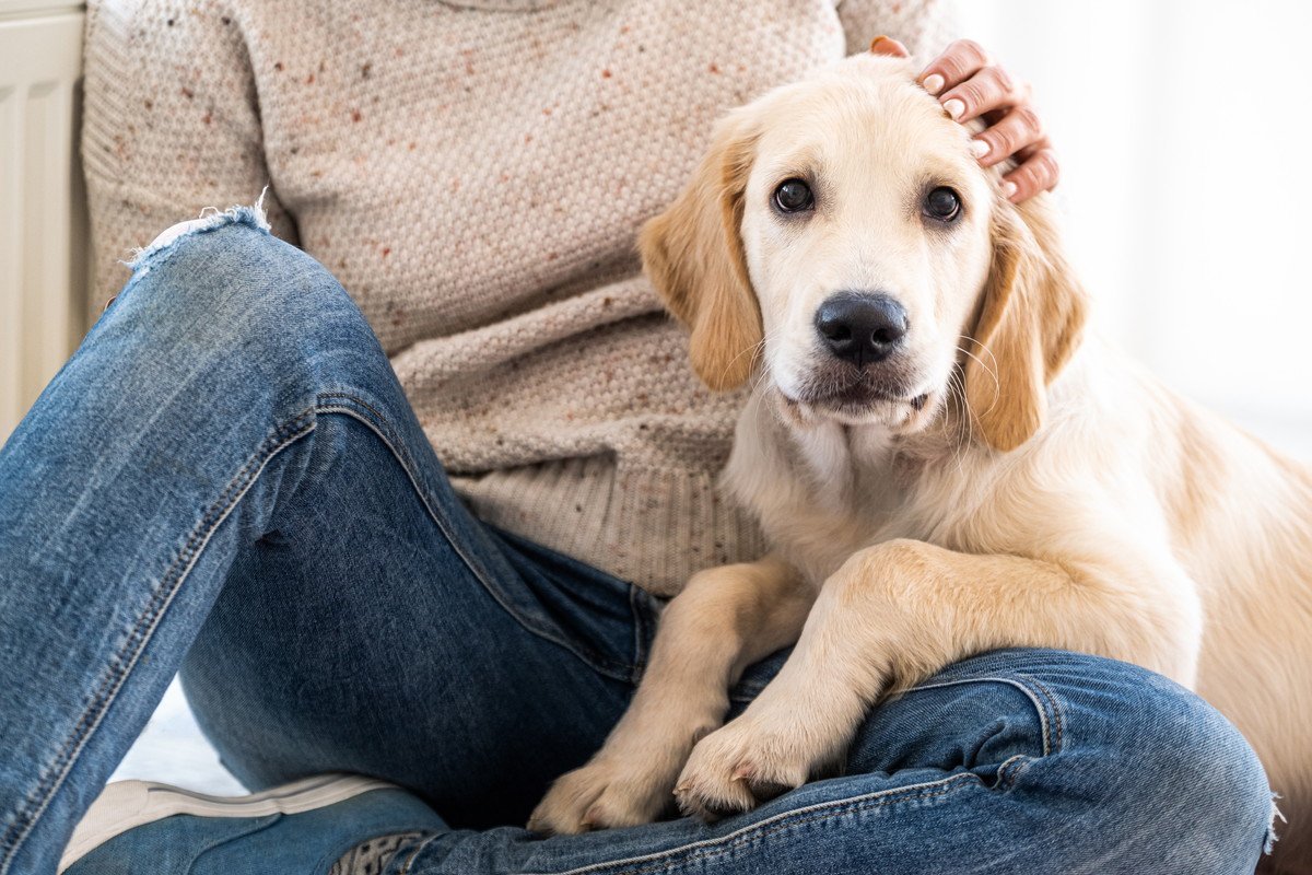 犬が飼い主のふとともの上に乗りたがる心理３選