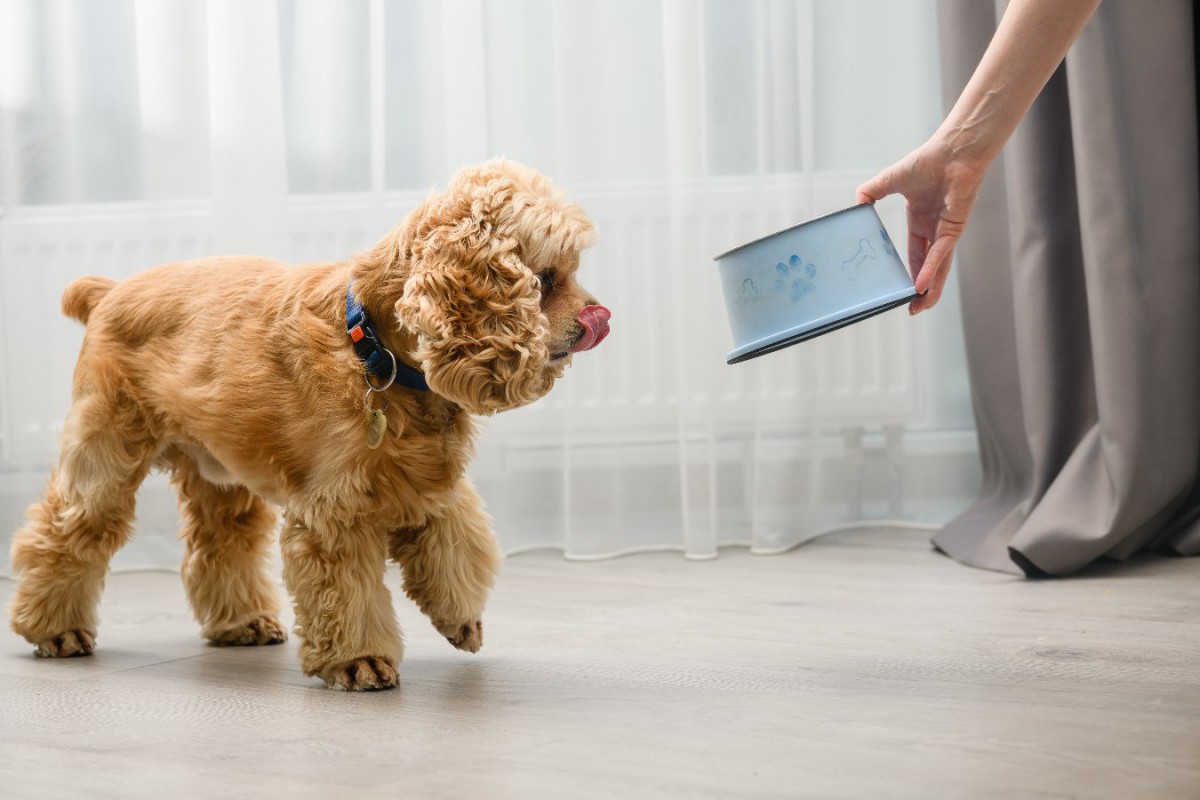 犬にNGな「ドッグフードの与え方」5選！ダメな理由と正しい与え方を解説