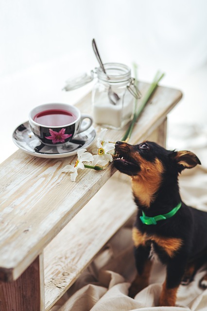 犬が中毒症状を起こしてしまった！日常に潜む危険