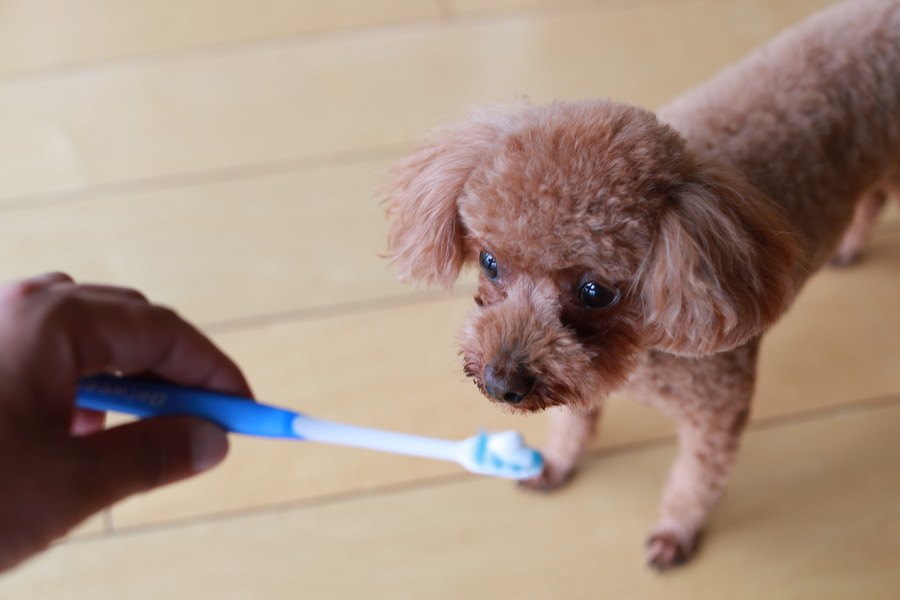 犬が苦手なことが多いお手入れ５つ