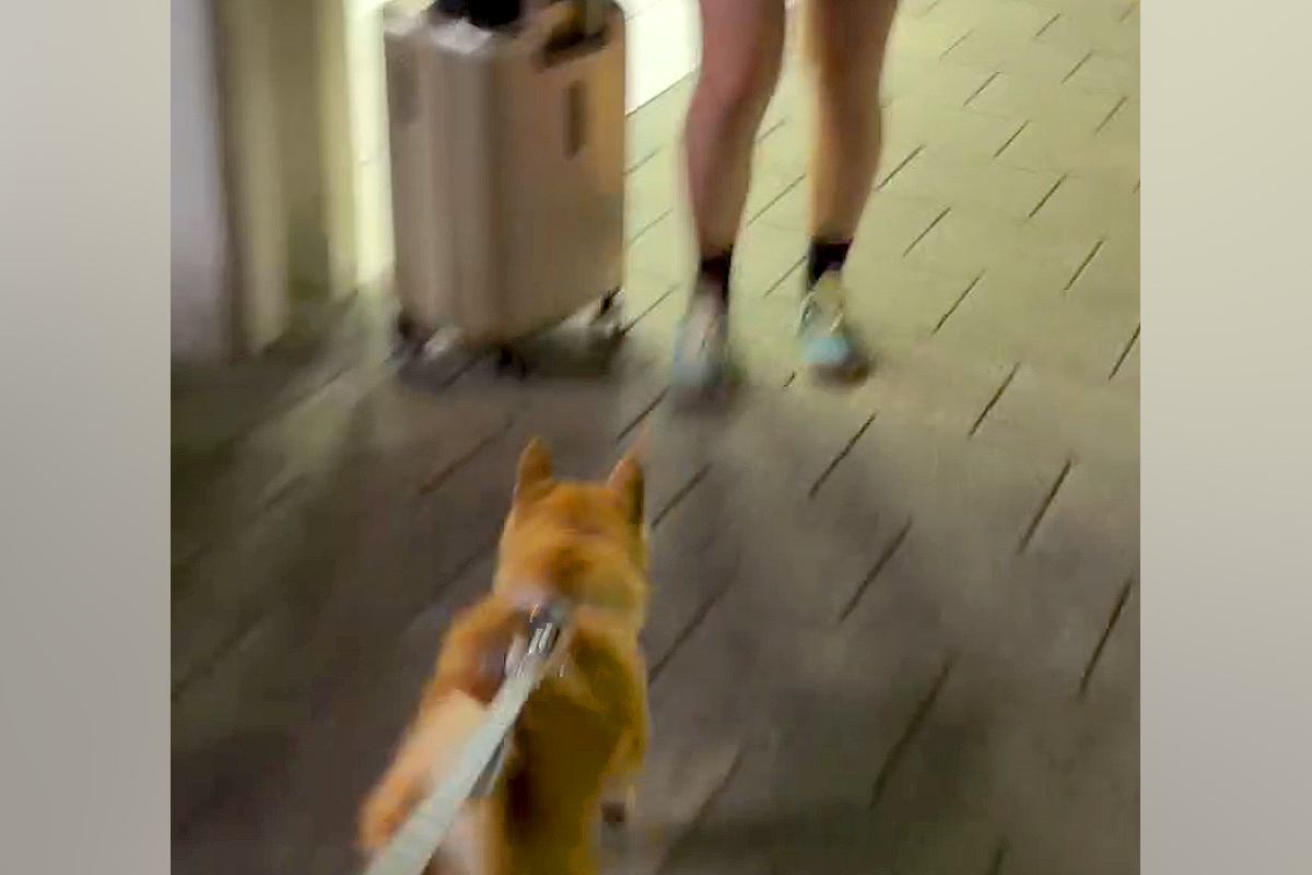 駅まで『夏休みで帰省する娘』のお迎えへ→一緒に行った犬が、姿を見た瞬間…尊すぎる『2ヶ月ぶりの再会』に絶賛「嬉しさが伝わる」「勢いすごい」