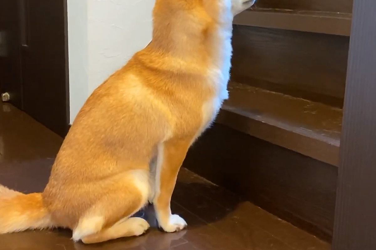 朝、なかなか起きてこないパパ→階段の下で1時間『犬が待ち続けて』…忠犬すぎる『尊い光景』に反響「なんて健気でかわいいの」「羨ましい」