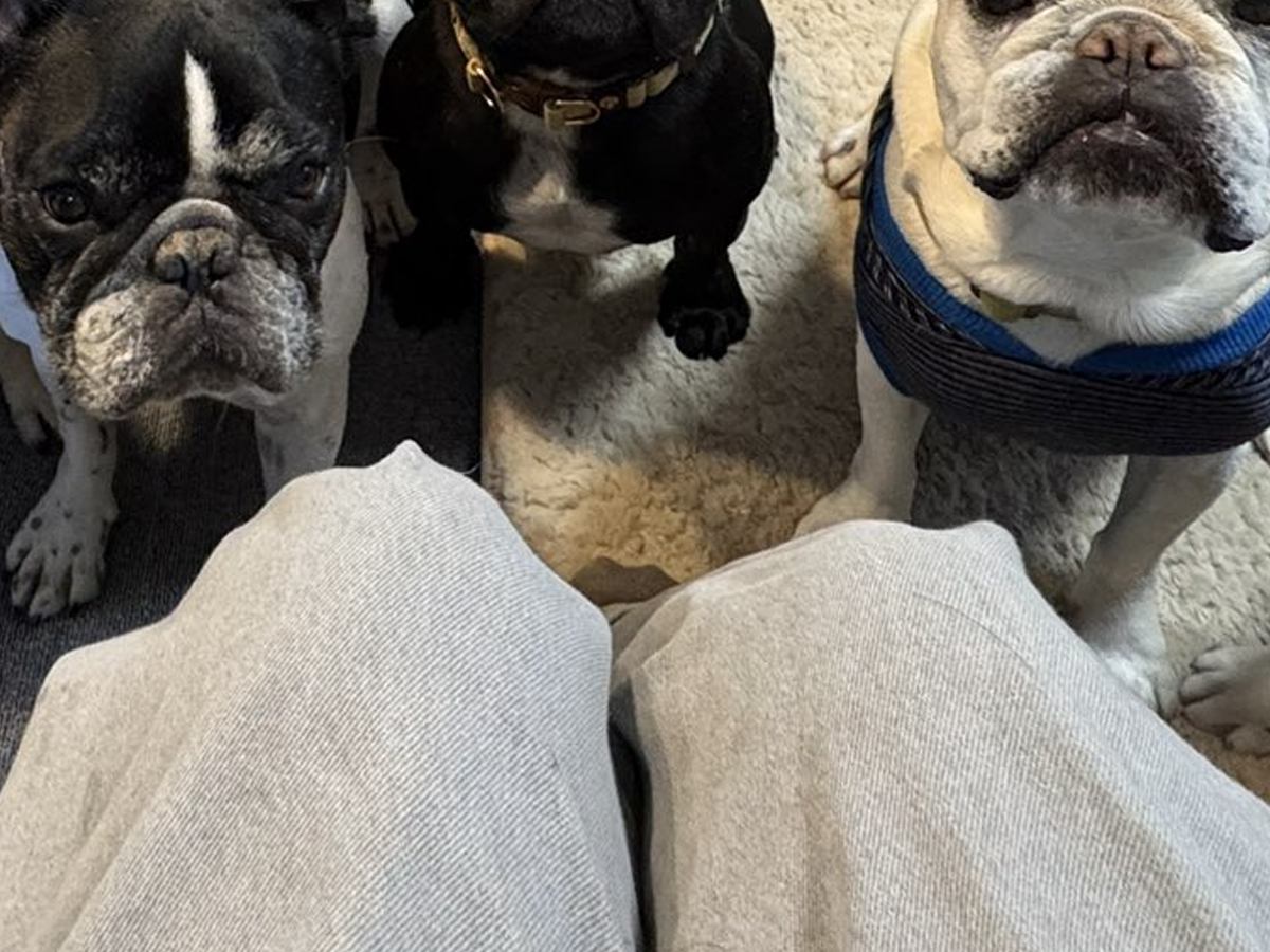 7匹の犬の前で『最後の干し芋』を食べた結果→もはや味がしない『とんでもない圧』をかける光景に反響「圧巻」「えー…って声聞こえるｗ」