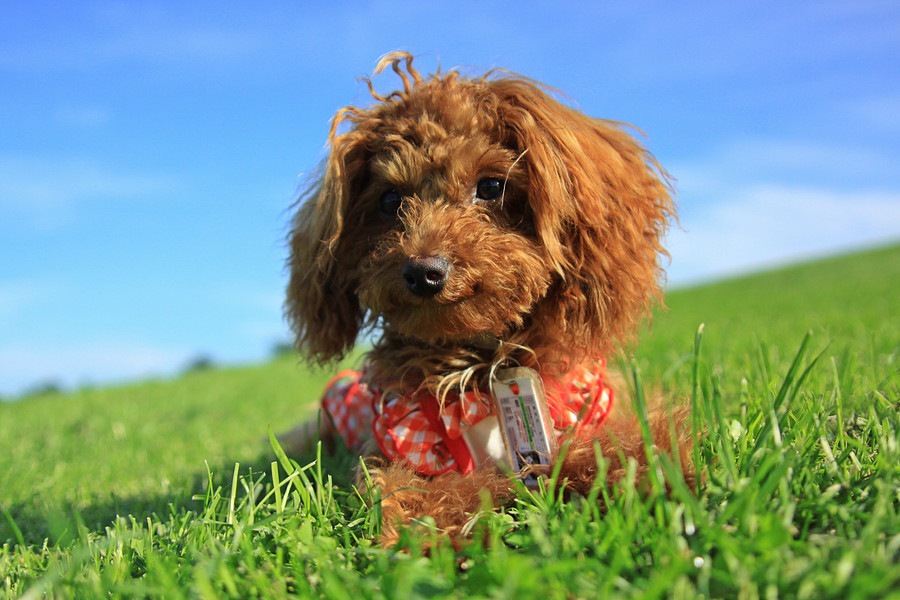 家族で飼いやすいと言われている犬種5選