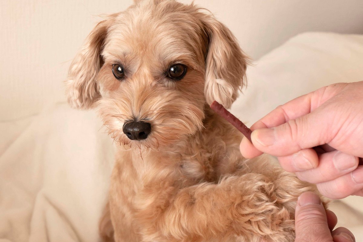 犬が『おやつ』に興味を示さない…　食べてくれなくても大丈夫？食いつきが悪い原因とは