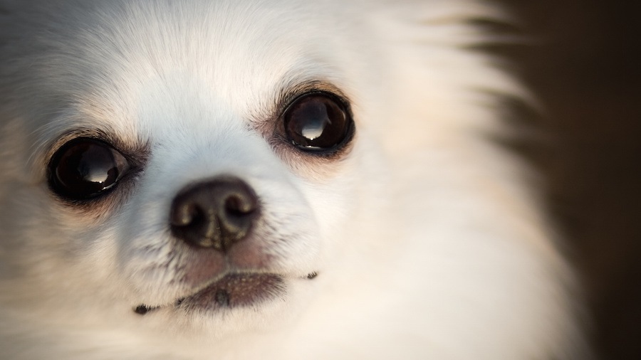 犬に避けられてしまう６つの原因と好かれる方法