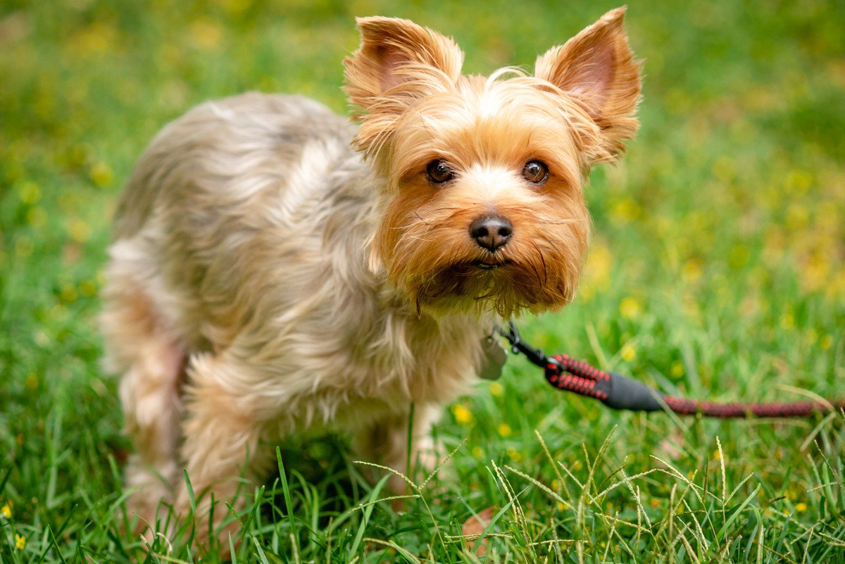 犬がウンチをする時『南北を向く』は本当だった！？研究結果と調べる方法まで