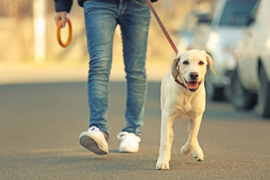 モラルの無い犬の飼い主がしているNG行為５つ