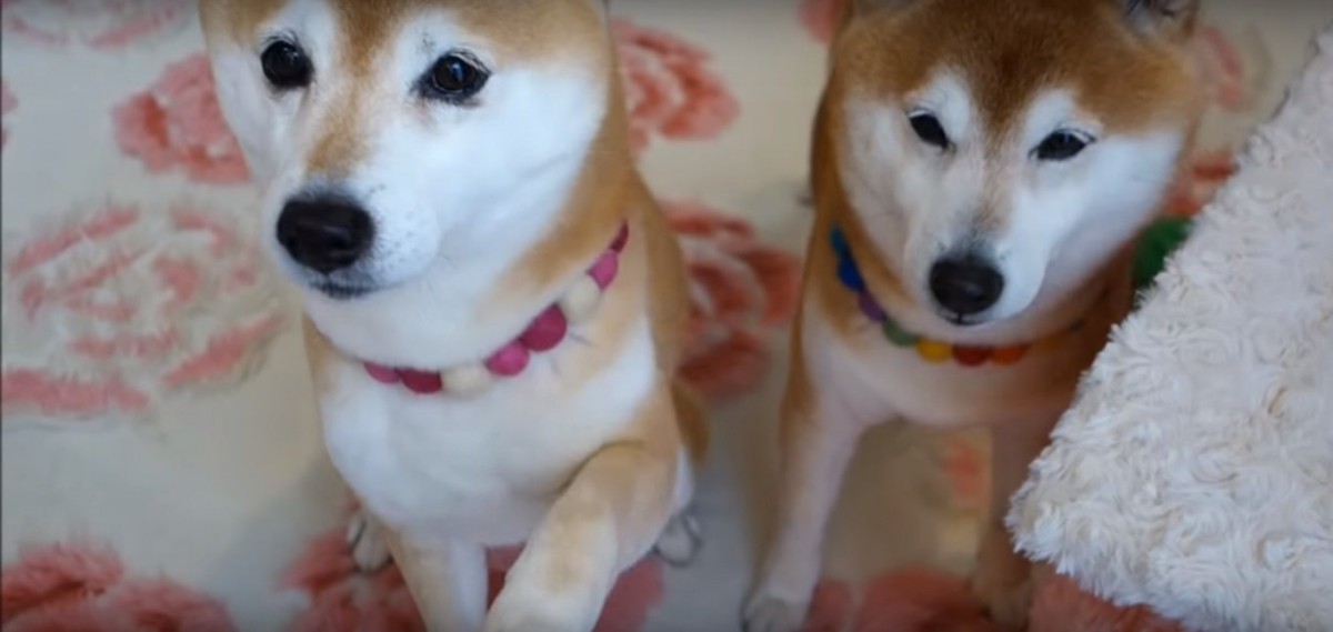 お手練習をするにゃんこと柴犬親子が可愛い