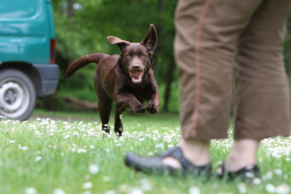 犬の名付けで対立した時、家族の意見をまとめるためのアプリが登場