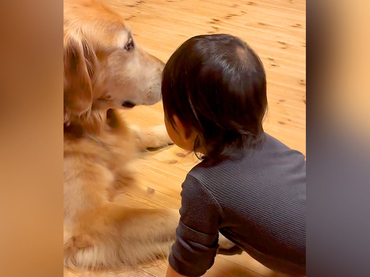 寝る時間になったら、赤ちゃんが大型犬に近づいて…あまりにも尊い『おやすみなさいの行動』が9万再生「素敵すぎる」「可愛い」と悶絶